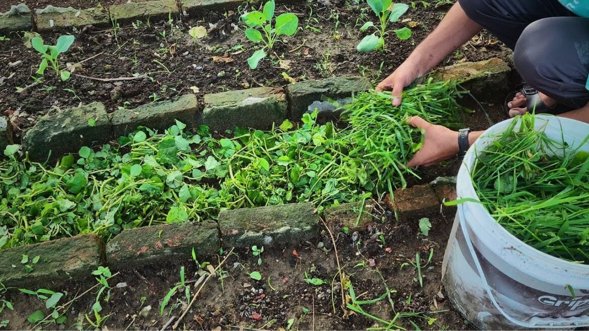 Gardeners Are Ditching Compost Bins for THIS – And It’s Working Wonders!