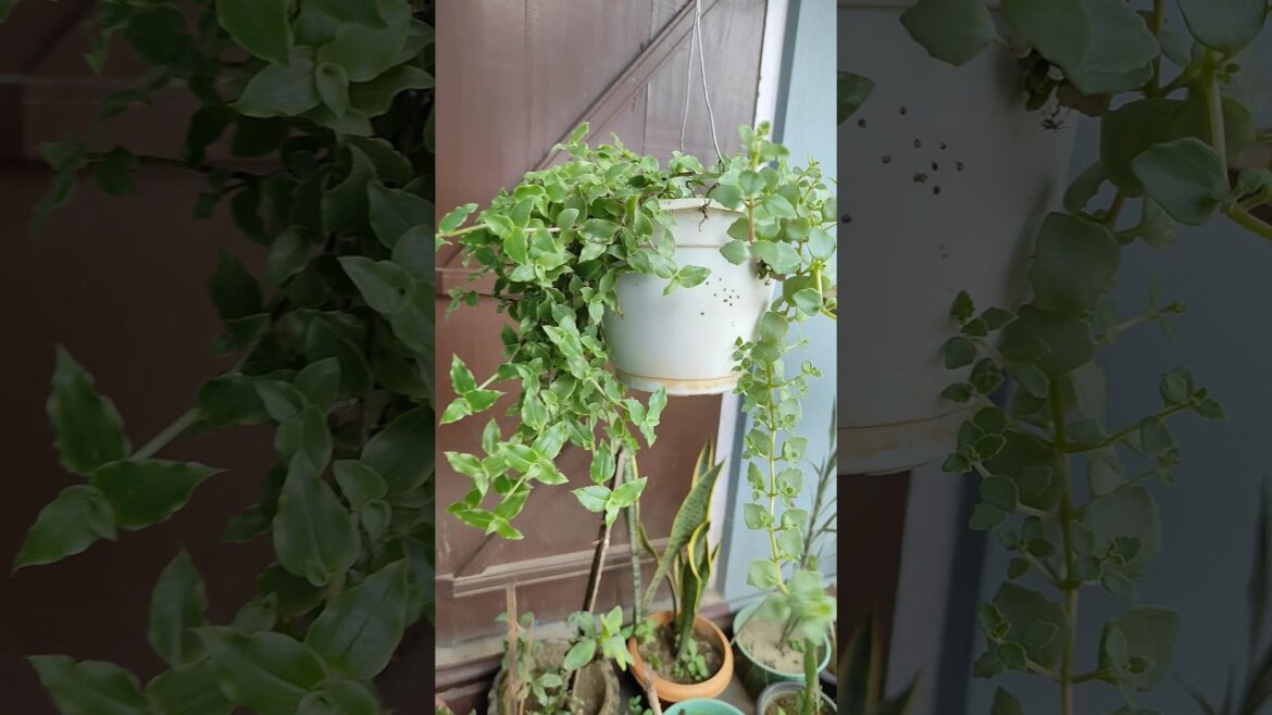 Gardening Ideas for Home./Hasina's Home Garden/#entrancedecor#homeentranc#gardening#ytshorts#shrots