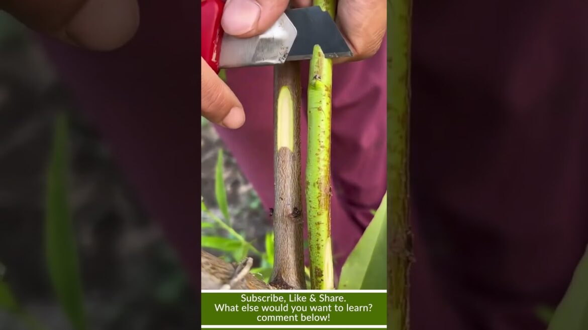 How to GRAFT Avocado Trees for MASSIVE Harvests! 🥑 #avocadografting