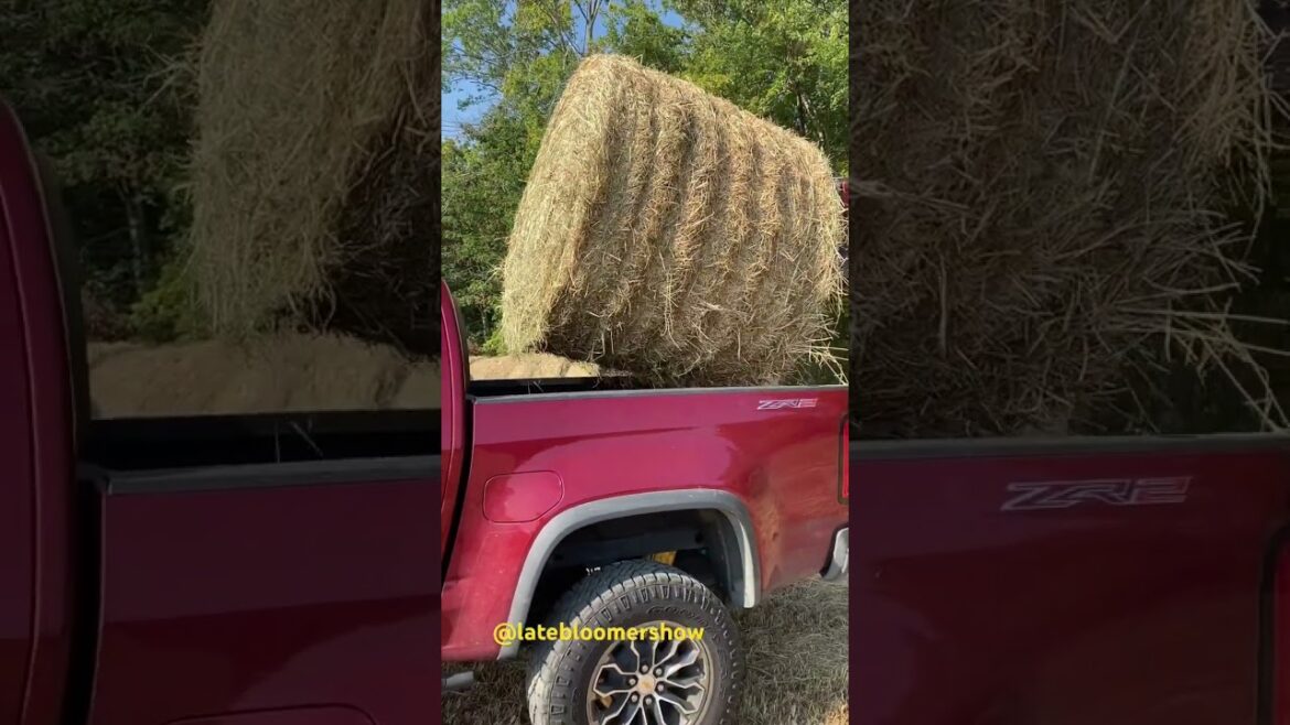 Got hay? #garden #homesteader #gardening #growyourownfood