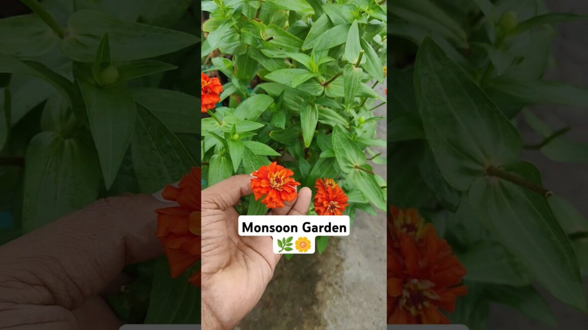 zinnia plant 🌼 | monsoon plant grow | garden tips #odiashorts #shorts