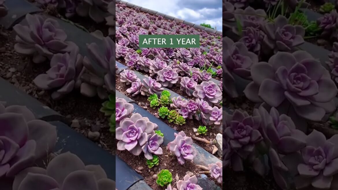 Garden Goals 🌿 Discover the Latest Trends in Nature’s Most Beautiful Spaces!"