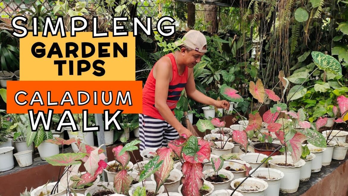 SIMPLE GARDEN TIPS | CALADIUM PLANT CARE | hermie sonajo