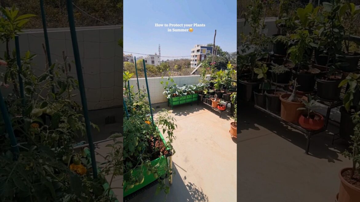 How To Protect Your Plants In Summer 🌞 #containergardening #summer #shorts