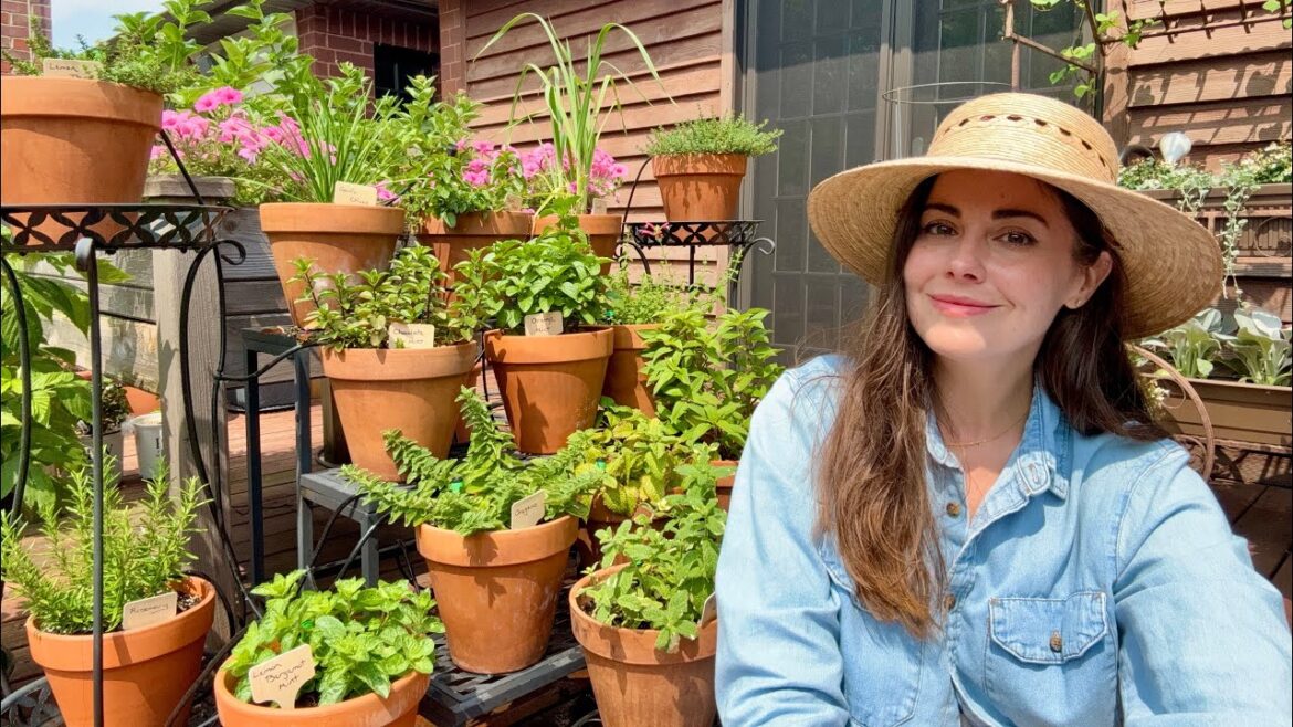 How I Fertilize Potted Herbs & Other Herb Garden Maintenance Tasks How I Fertilize Potted Herbs & Other Herb Garden Maintenance Tasks