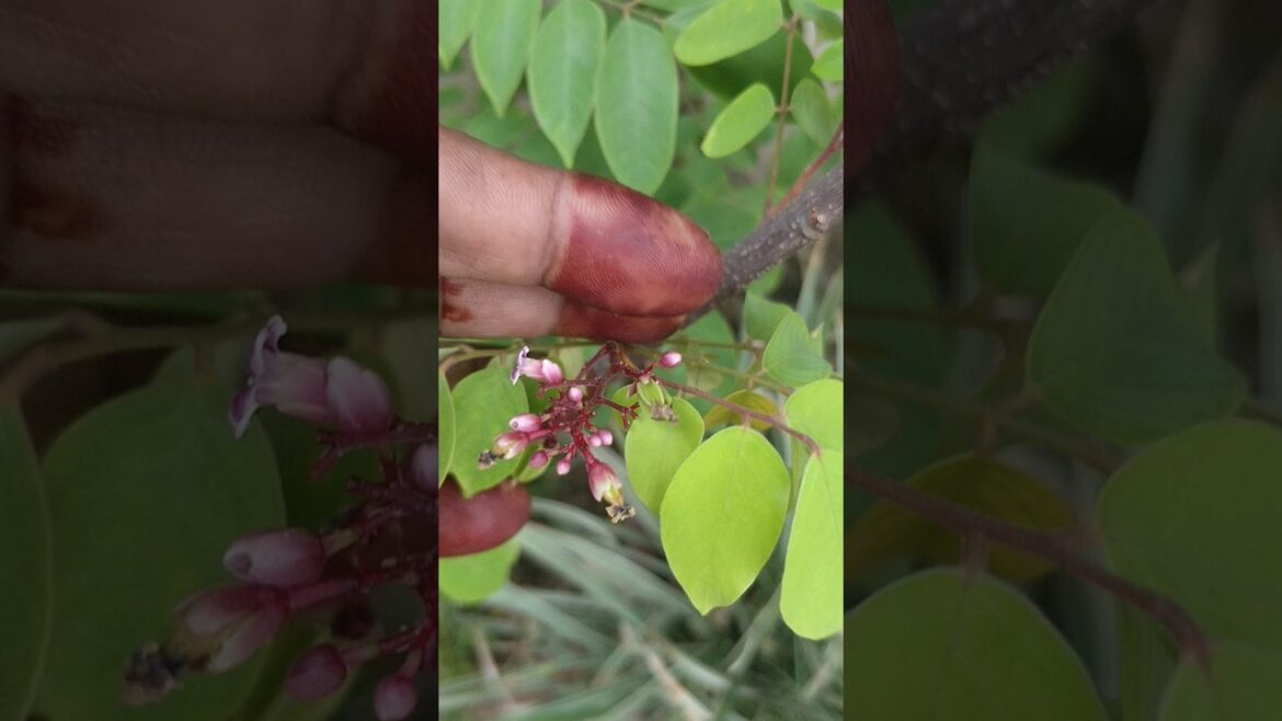 Star fruit plànt me ढेरों फल lage है 🍑#garden🌱#gardentips#flowers#ytshorts#trending#nature#amazing Star fruit plànt me ढेरों फल lage है 🍑#garden🌱#gardentips#flowers#ytshorts#trending#nature#amazing