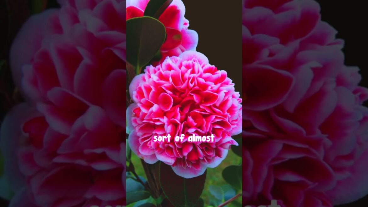 Camellia Volunteer is an Incredible Colour Changing Plant🌺 Camellia Volunteer is an Incredible Colour Changing Plant🌺