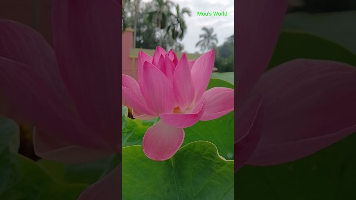 Beautiful lotus in my gerden#gardening #shorts#lotus flower#container garden#aquatic plants