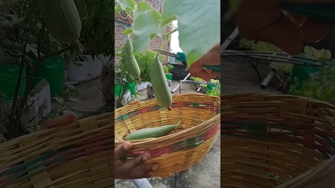 Vegetable Harvesting from Terrace Garden #vegetablegardening #shorts
