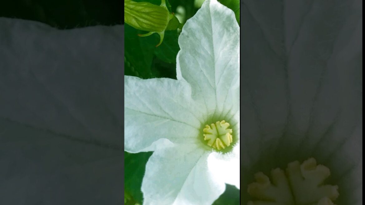 ផ្កាបាស់ #nature #garden #farming #plants #flowers #gardening