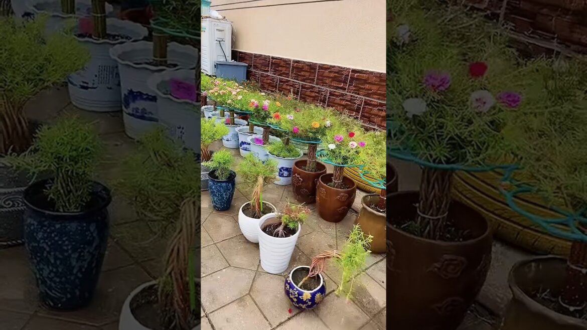 Small garden ideas, #gardening #shorts #plants Small garden ideas, #gardening #shorts #plants