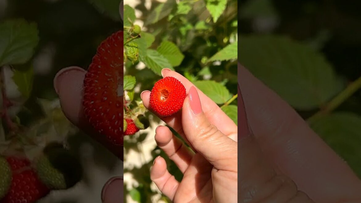 Atherton raspberry 🍓😋edible red berries#garden#harvest #short#shorts#viralvideo #video#viralshort