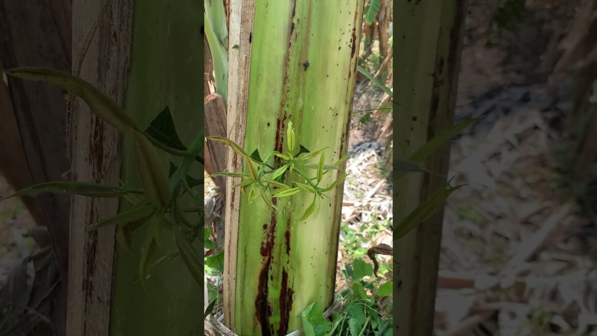 Garden Design  #gardening #gardern #fruitgrafting #mygardenlife #nature #gardenglory #fishing