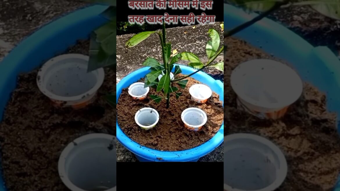 Will fine in the rain #gardening #nursery #plants Will fine in the rain #gardening #nursery #plants