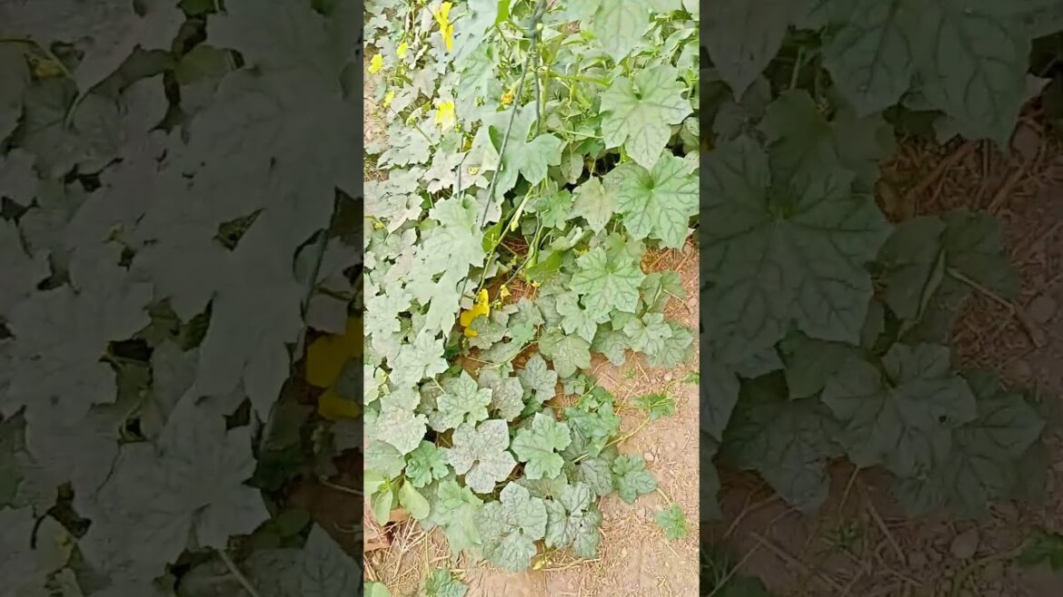 Best crops to grow in January and February |Profitable farming | Vegetable farming in Pakistan 2024 Best crops to grow in January and February |Profitable farming | Vegetable farming in Pakistan 2024