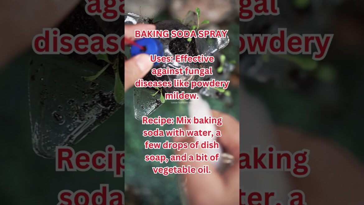 Baking Soda: A Gardener's Secret Weapon #shorts #shortvideo