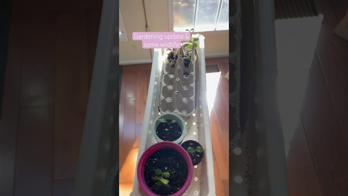 Gardening update and some wildlife #gardening #cottagecore #seedlingtrays