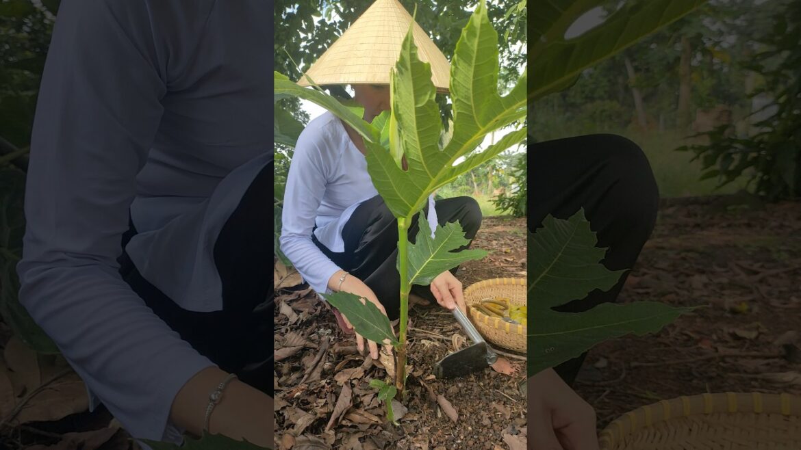 Farm life: Gardening vegetables -The best plants for a beautiful garden  #vegetables  #farming