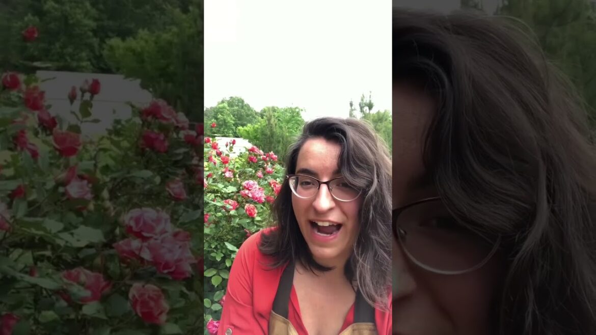 Did you know Roses are edible? #flowers #flower #garden #harvest #edibleflowers #foodforest #gardeni