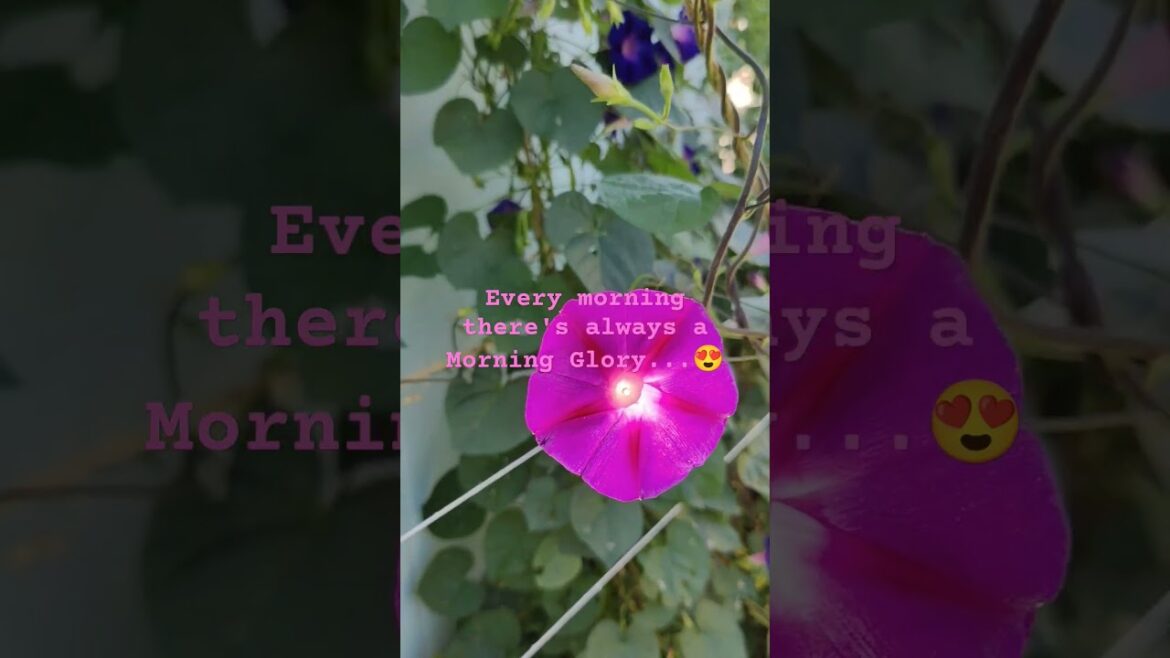 my backyard garden climbing morning glory #80smusic #music #foryouryoutube #shortvideo #gardening