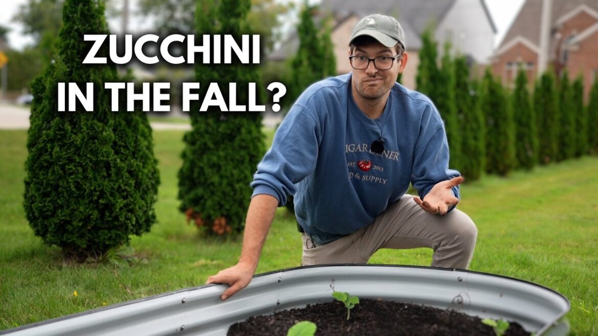 MIgardener: Why September is The BEST Time to Grow Zucchini! Why September is The BEST Time to Grow Zucchini!