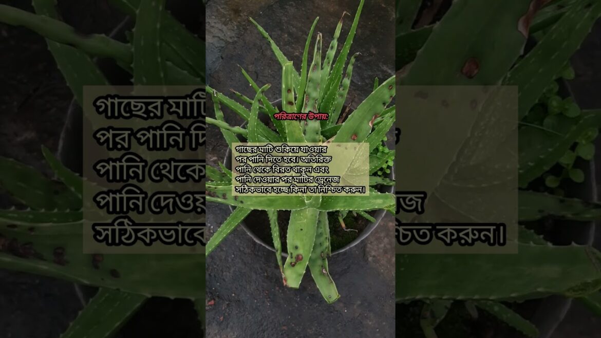 Aloe Vera Plant Carešµ#blackspot #tree #plantcare #treecare #gardening #aloevera #newshorts Aloe Vera Plant Carešµ#blackspot #tree #plantcare #treecare #gardening #aloevera #newshorts