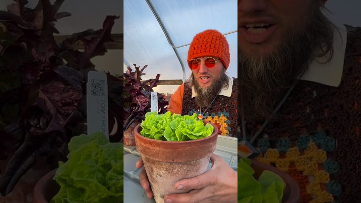 📍 Tour the Container Garden at our farm! #rareseeds