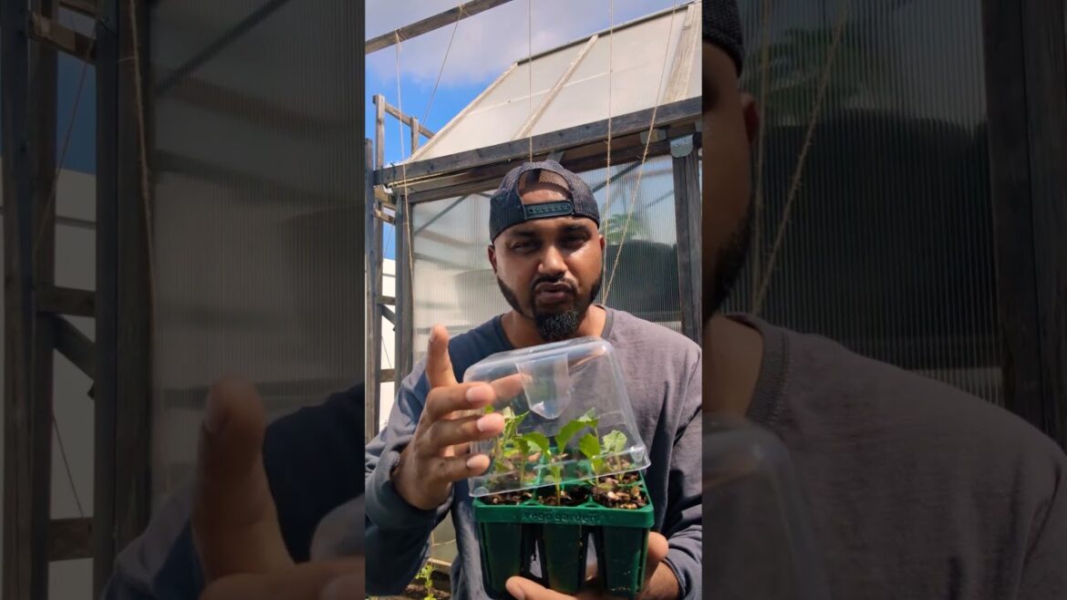 Start Seeds Outdoors For Fall Garden Now ! ππ± #gardengingtips #fall #newyork Start Seeds Outdoors For Fall Garden Now ! ππ± #gardengingtips #fall #newyork