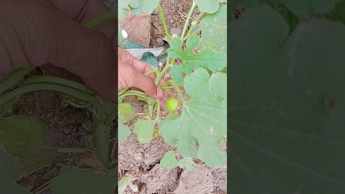 Best crops to grow in January and February |Profitable farming | Vegetable farming in Pakistan 2024 Best crops to grow in January and February |Profitable farming | Vegetable farming in Pakistan 2024