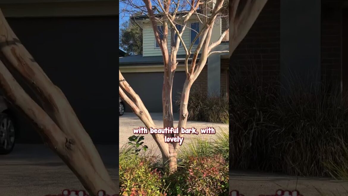 Inspiration For a Simple Colourful Front Garden!