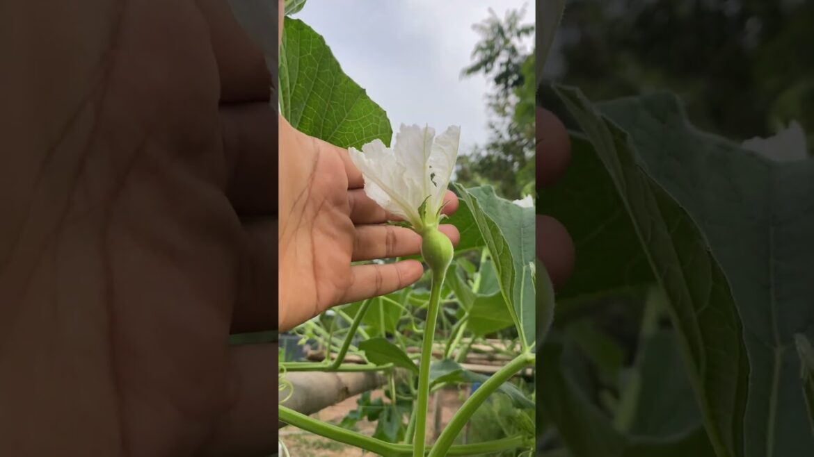 My backyard garden idea for everyone / my daily life with garden #meimeigarden #tipsgarden