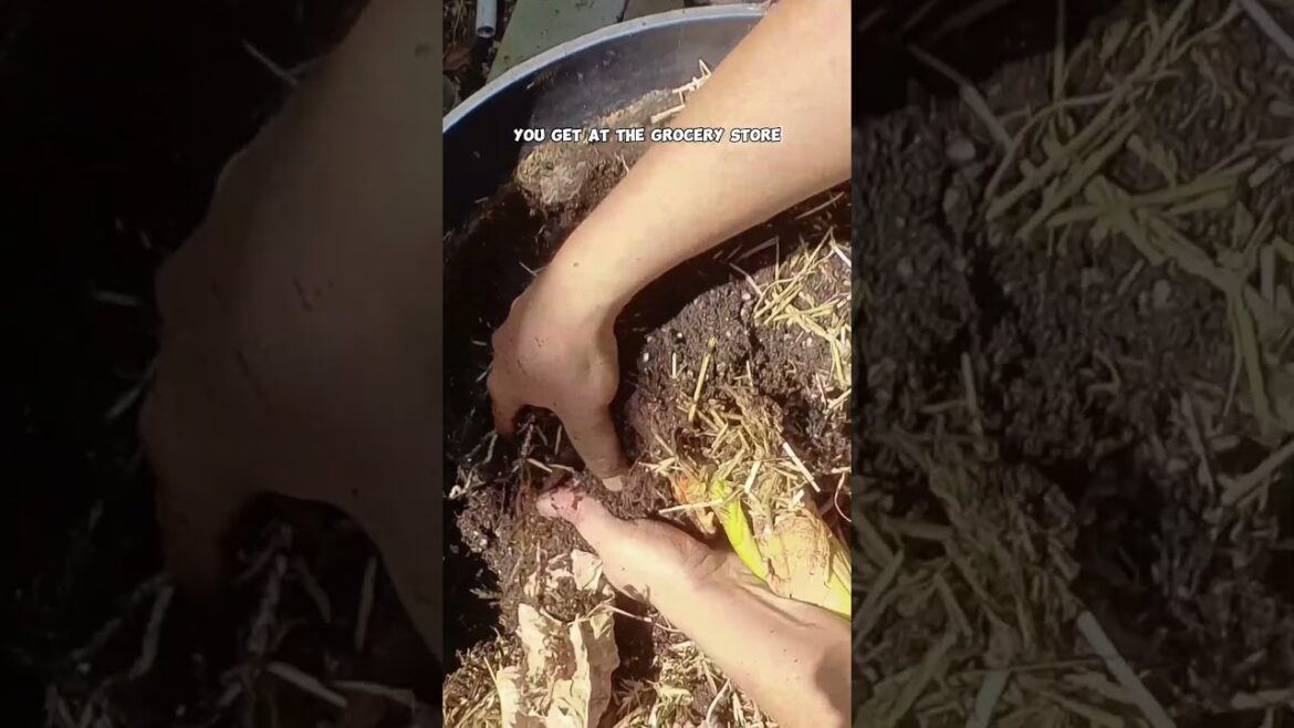 California Gardening: Harvesting Taro Root in Southern California: Container Gardening Success! Harvesting Taro Root in Southern California: Container Gardening Success!