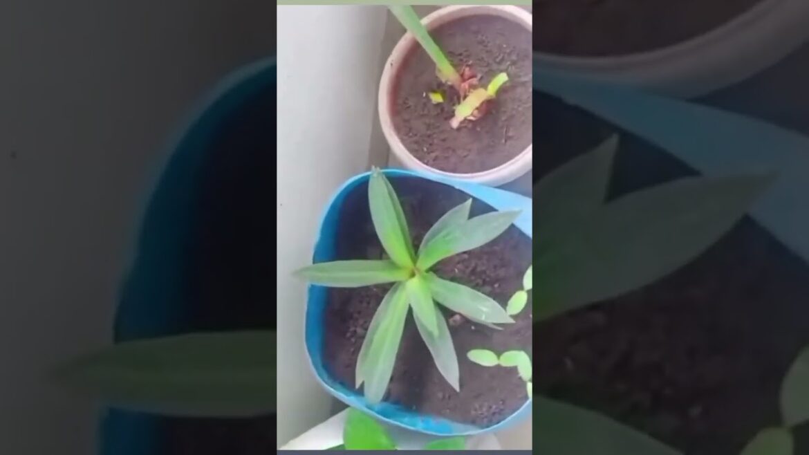 "एक सुंदर वनस्पती म्हणजे घराभोवती एक मित्र असण्यासारखे आहे." #shorts #plants #gardening