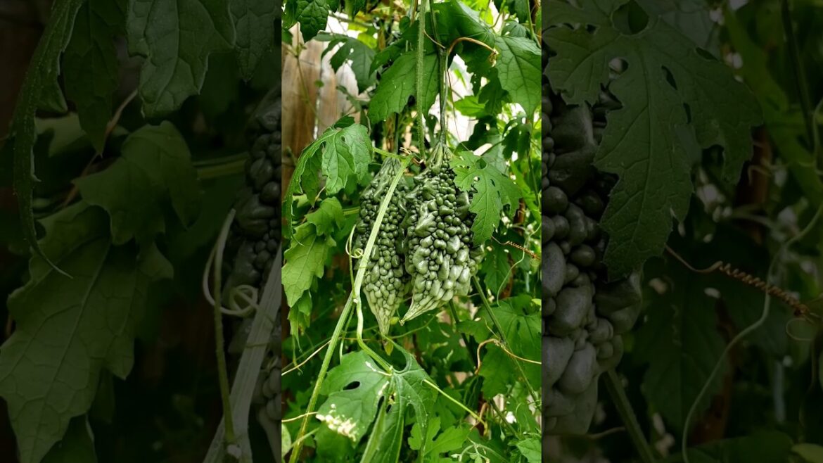 Bittergourd on Vine #bittergourd #backyardgarden #vegetables
