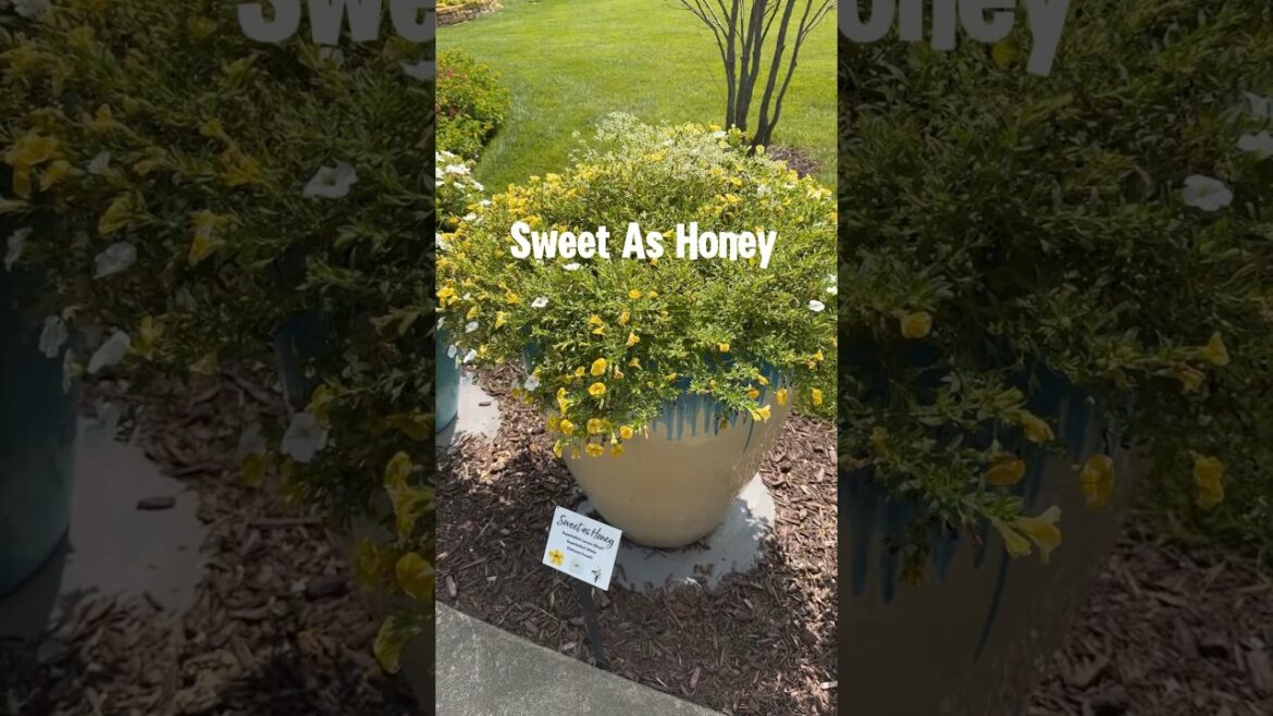 A Bright Pop of Yellow! #garden #yellowflower #gardendesigner #containergardening #flowers #shorts