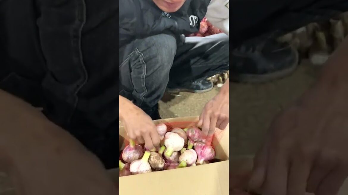 6697 ππ²π΄π³π #agro #claas #healthyfood #farmingsimulator #gardening 6697 ππ²π΄π³π #agro #claas #healthyfood #farmingsimulator #gardening