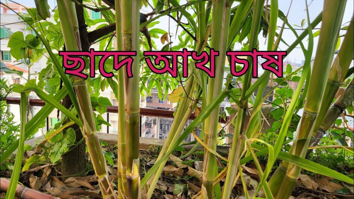 Sugarcane in my roof garden।। Gardening TIPS FOR new gardener।।🚀🚀