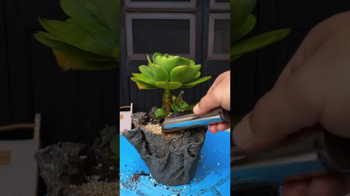 DIY Cement Pot and plantation | New Ideas 💡#diy #plants  #garden #2024