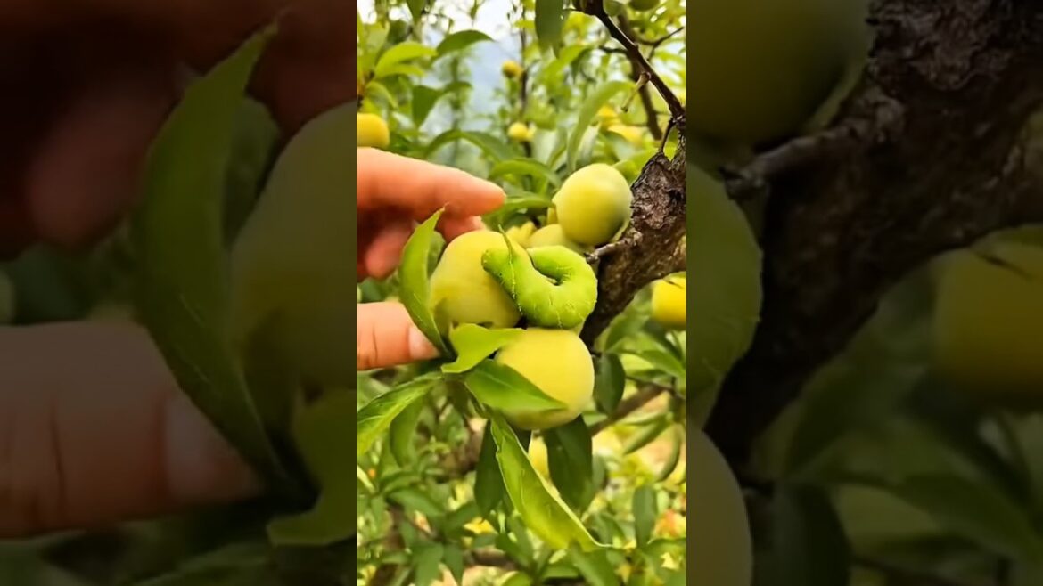 Have try this tasty fruits ๐๐ฅญ๐๐๐๐#shorts #nature #fruit Have try this tasty fruits ๐๐ฅญ๐๐๐๐#shorts #nature #fruit