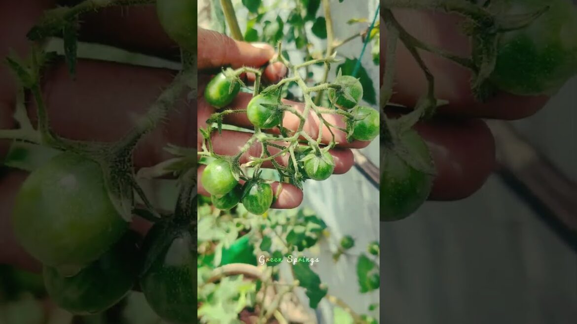 குட்டி kutty தக்காளி colour சோளம் Onion 🤩 oru chinna vegetable forest #farming #trending #shorts