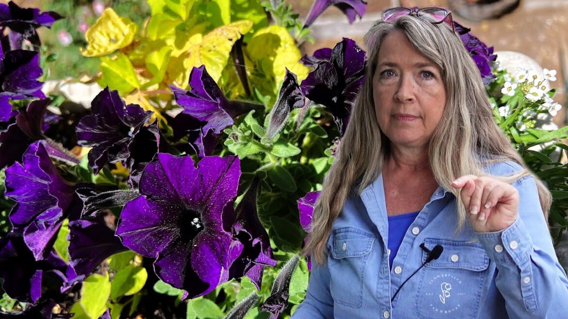 New Wave Petunia Color - Navy Velour - Container Garden Ideas!