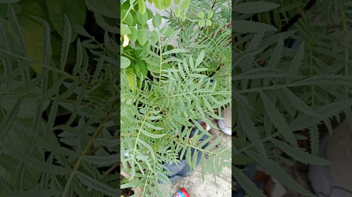 इस Monsoon मे जरूर लगाए कटिंग से ये पौधे#gardening#plants#shorts#houseplants