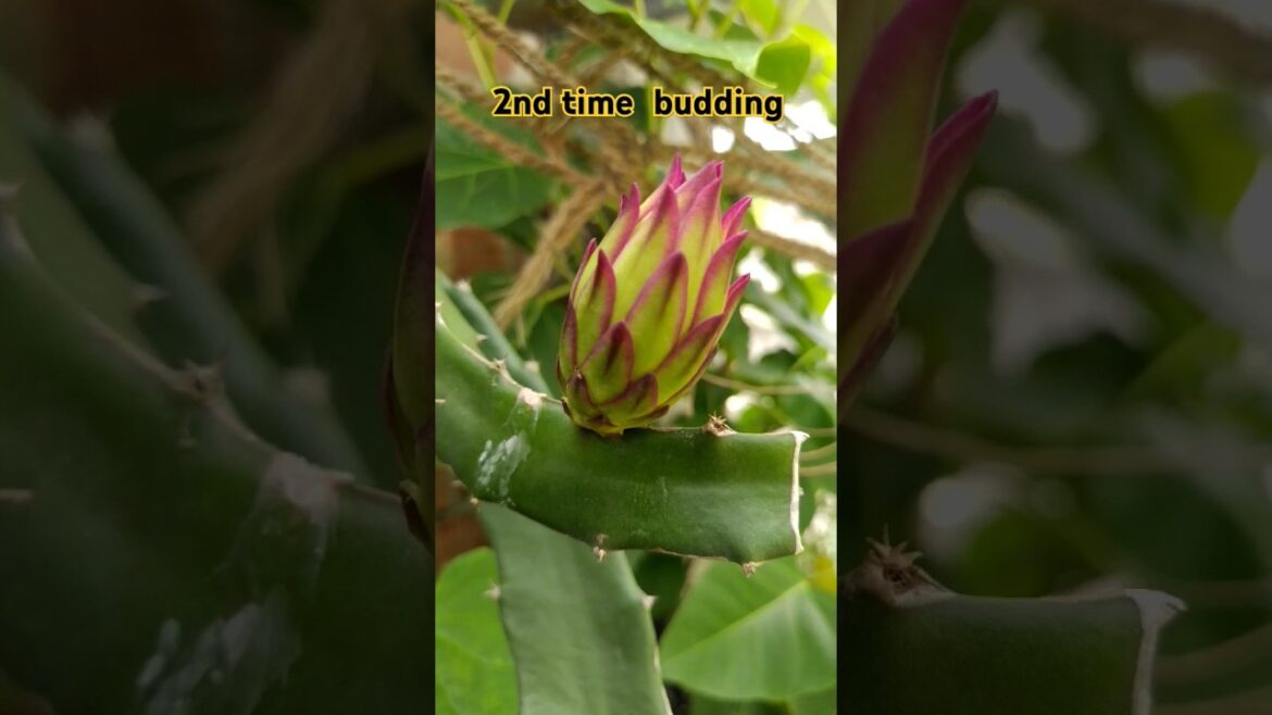 Dragon flower bud 2nd time in season #motivation #flowers #dragonfruit #viralshorts Dragon flower bud 2nd time in season #motivation #flowers #dragonfruit #viralshorts
