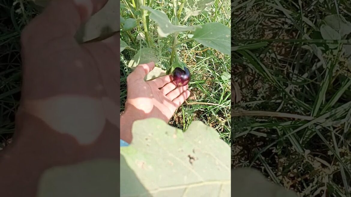 Best crops to grow in January and February |Profitable farming | Vegetable farming in Pakistan 2024 Best crops to grow in January and February |Profitable farming | Vegetable farming in Pakistan 2024