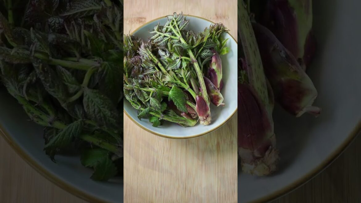 Eat the roots, shoots & fruits –Spikenard– ornamental & edible garden plant. Thx Chesapeake Natives