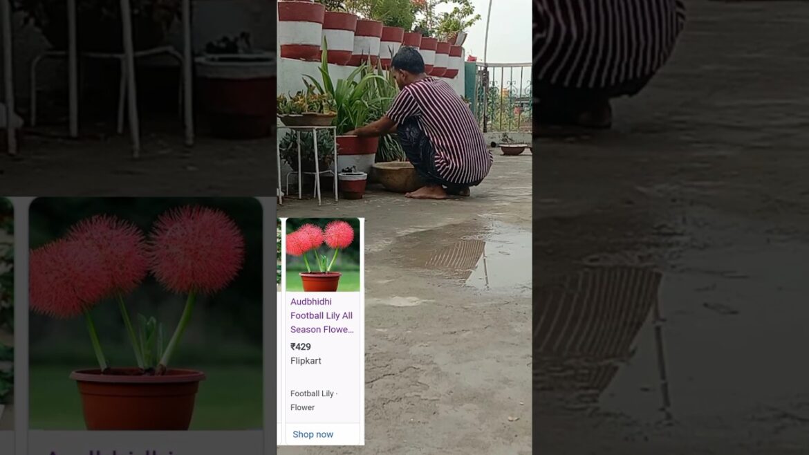 Online scam🙄 #plants #flowers #garden #gardening #terracegarden #gardenideas #gardener #shorts