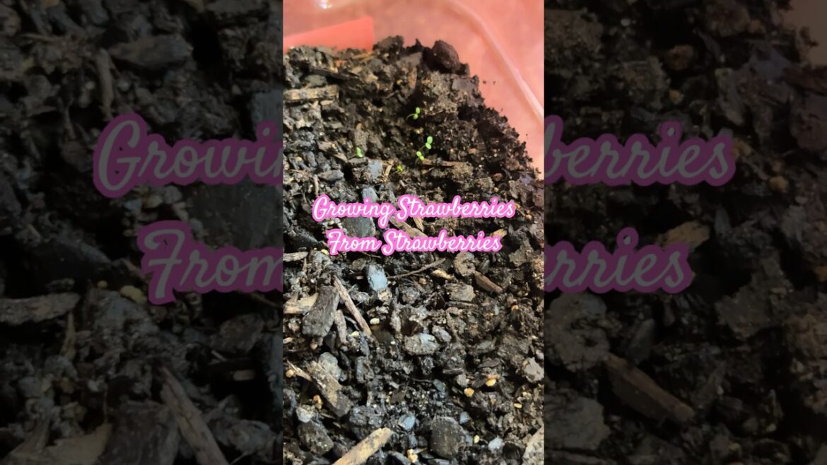 Growing Strawberries From Strawberries Indoors #containergardening #inside #gardeningtips Growing Strawberries From Strawberries Indoors #containergardening #inside #gardeningtips