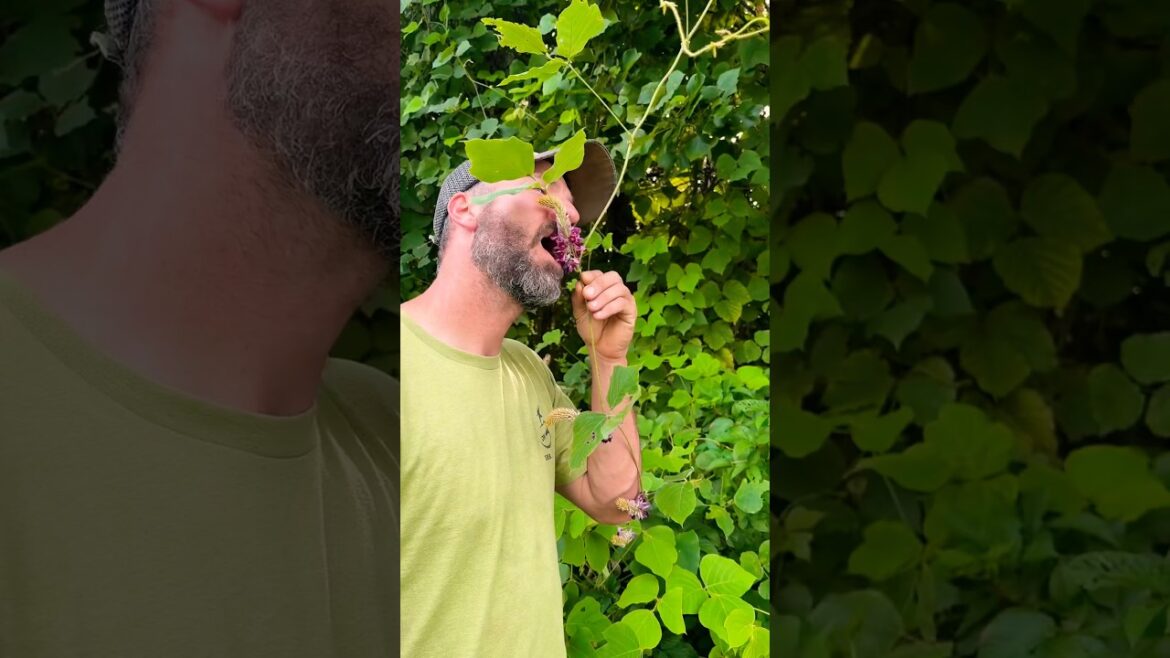 Bet You Didn’t Know This About Kudzu!!! #survivalforaging Bet You Didn’t Know This About Kudzu!!! #survivalforaging