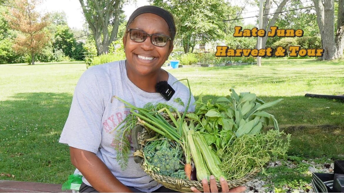 Late June harvest & Quick Garden Tour Late June harvest & Quick Garden Tour