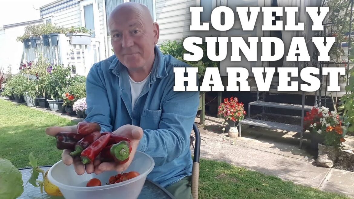 A Lovely Sunday Harvest [Container Gardening ]